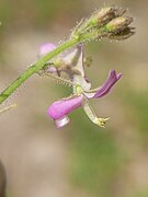 Desmodium sp.jpg