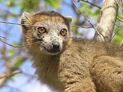 Eulemur coronatus male (Frank Wouters).jpg