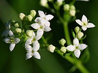 Galium saxatile