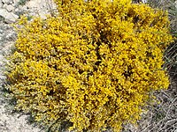 Genista pumila