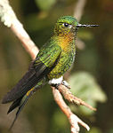 Golden-breasted puffleg