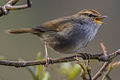 Grey-sided bush warbler