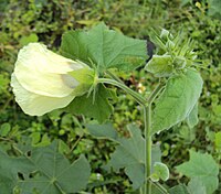 Hibiscus vitifolius