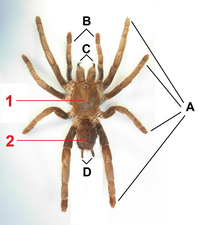 クモの前体（1）、鋏角（C）、触肢（B）と脚（A）
