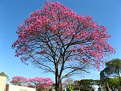 Tabebuia impetiginosa