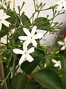 Jasminum azoricum