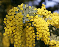 Acacia baileyana (Bagrem)