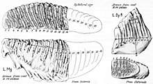 Dessins de molaires vues sous différents angles.