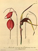 Masdevallia pachysepala fig. III, IV