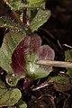 Mimulus guttatus