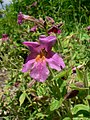 Mimulus lewisii