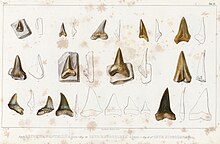 Illustration de nombreuses dents de requins fossiles provenant d'Angleterre.