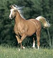 Palomino (à noter, les marques blanches sur la tête et les membres).