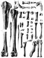 Os des membres, deux avec des fractures cicatrisées (135-136) en bas à droite