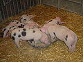 Piglets