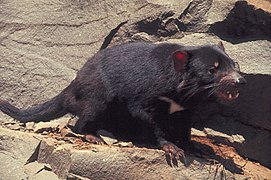 Tasmanian devil standing on rock - DPLA - eddb3bb818dda2d639fe84d4fbb72acb.jpg