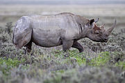 Black rhinoceros