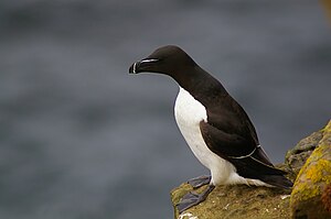 Grat Alk (Alca torda) LC - least concern (ei trüüwet)