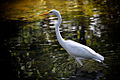 Great egret in water