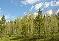 Aspen trees in the spring, Wyoming