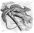 Common Basilisk lizard, Basiliscus basiliscus.