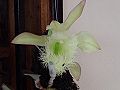 Орхидеја - национално цвеќе на Хондурас.