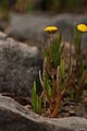 Cotula coronopifolia