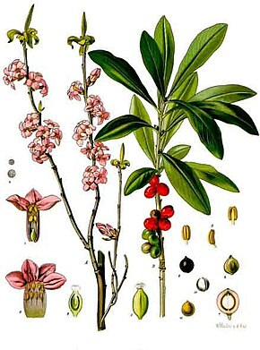 Description de l'image Daphne mezereum - Köhler–s Medizinal-Pflanzen-050.jpg.