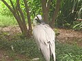 Demoiselle Crane