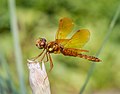 Image 7Male eastern amberwing dragonfly in the Brooklyn Botanic Garden