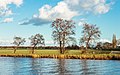 Elzen (Alnus) langs het Prinses Margrietkanaal.