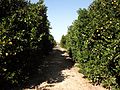 Valencia Orange Grove