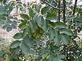 Foliage and fruit; Corsica, France