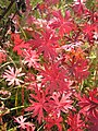 Feuillage en automne de Geranium sanguineum