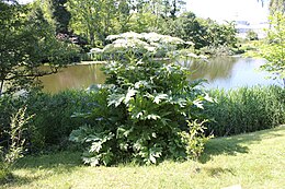 Közép-ázsiai medvetalp (Heracleum lehmannianum) a koppenhágai botanikus kertben