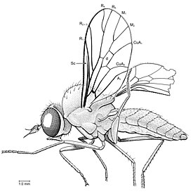 Hilarimorphites burmanica