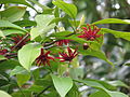 Illicium floridanum