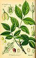 Almindelig Blærenød (Staphylea pinnata), et medlem af Crossosomatales.