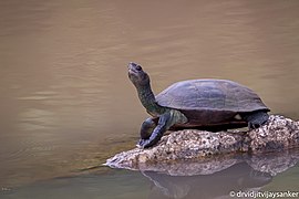 Indian black turtle (Melanochelys trijuga) or Indian pond terrapin.jpg