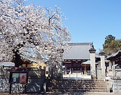 満開の桜