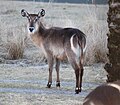 Afrikanische Tierart im Disney's Animal Kindom Lodge