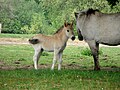 Konik horse.