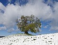 Platz 3: Boschfoto - Wintereinbruch nach dem Blattaustrieb. Die Drumlin-Buche – bekannt als Pausenbild des Bayerischen Rundfunks – im Landschaftsschutzgebiet „Westlicher Teil des Landkreises Starnberg“ (LSG-00542.01).