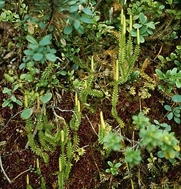 Pataisas varinčius (Lycopodium annotinum)