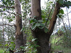 Tronco de Arbutus menziesii.