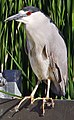 Black-crowned Night Heron