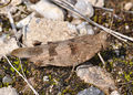 * Nomination Blue-winged Grasshopper. --Quartl 09:24, 14 August 2010 (UTC) * Promotion --ComputerHotline 09:51, 14 August 2010 (UTC)