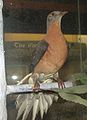 Specimen at Cincinnati Zoo