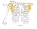 Pectoral girdle—front