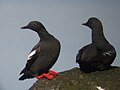 Pigeon guillemot